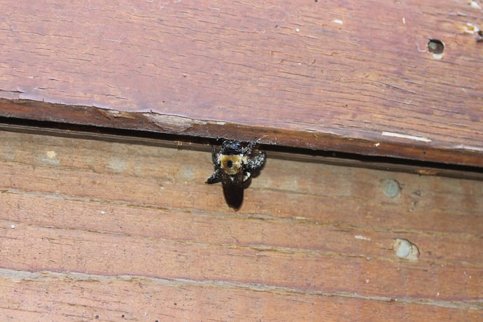How Much Does It Cost to Get Rid of Carpenter Bees?